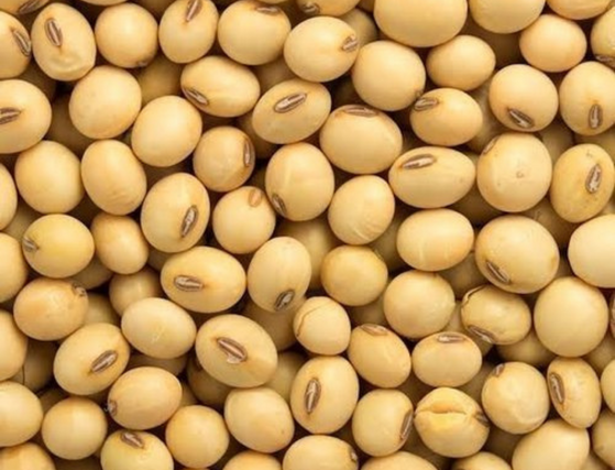 Soybean Seeds