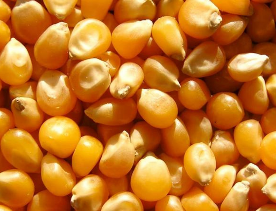 Maize Seeds (Makka)