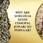 Why Are Sorghum Seeds (Tinopal Jowar) So Popular?