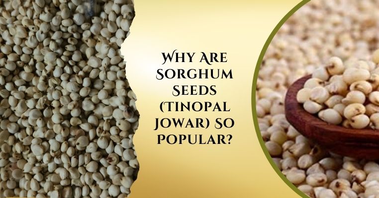 Sorghum Seeds (Tinopal Jowar) So Popular?