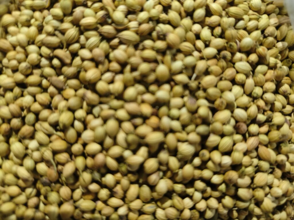 coriander seeds