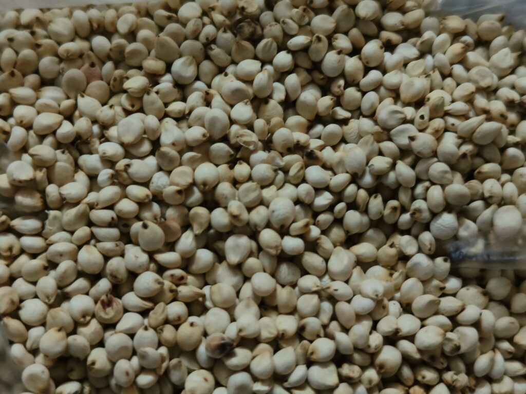 Sorghum Seeds (Jowar)